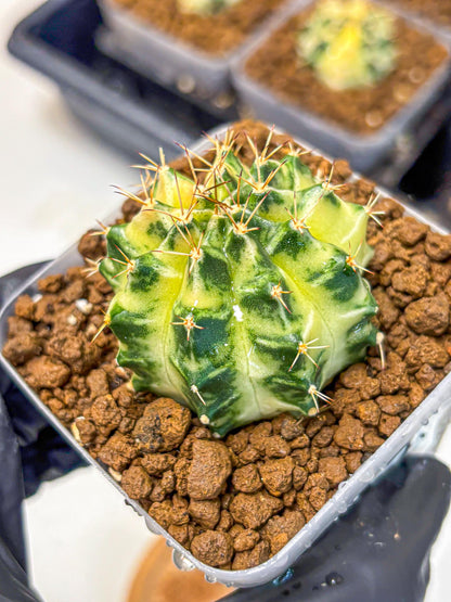 Gymnocalycium Dragon Egg (gy23) (17) | Hybrid