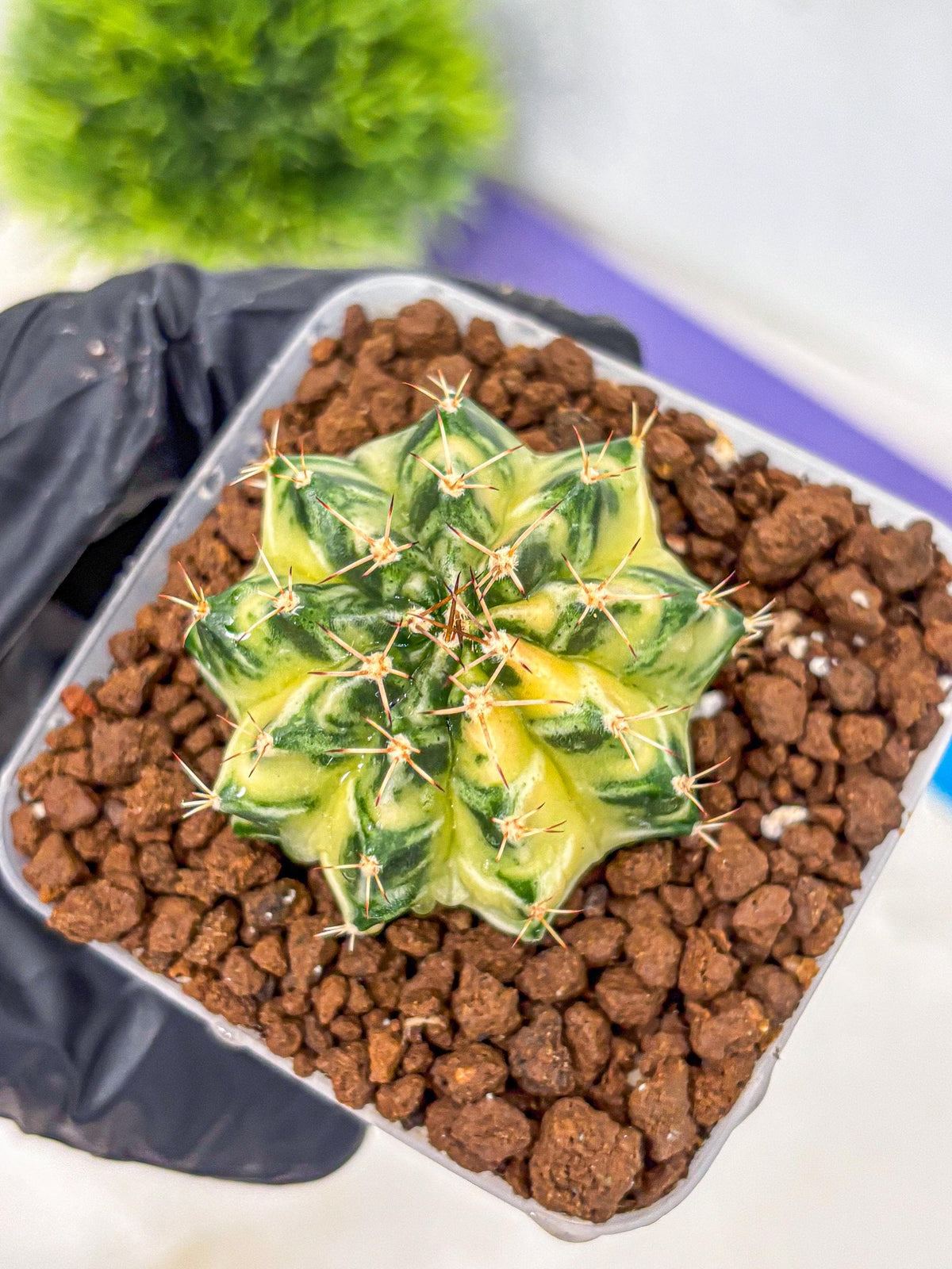 Gymnocalycium Dragon Egg (gy23) (17) | Hybrid