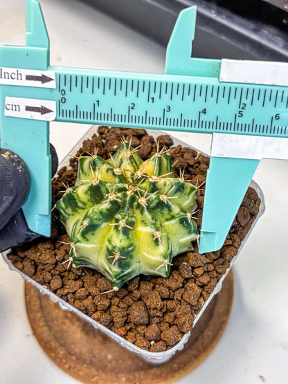 Gymnocalycium Dragon Egg (gy23) (17) | Hybrid