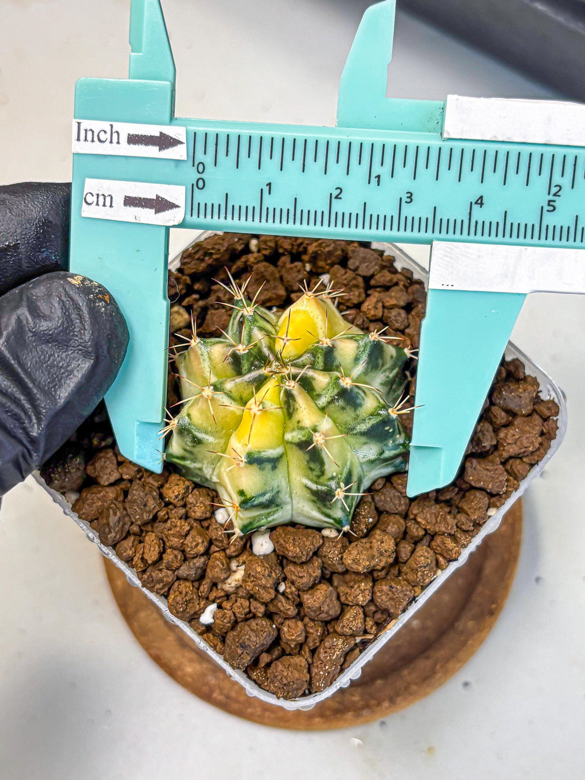 Gymnocalycium Dragon Egg (gy23) (18) | Hybrid