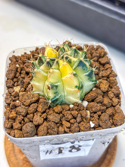 Gymnocalycium Dragon Egg (gy23) (18) | Hybrid