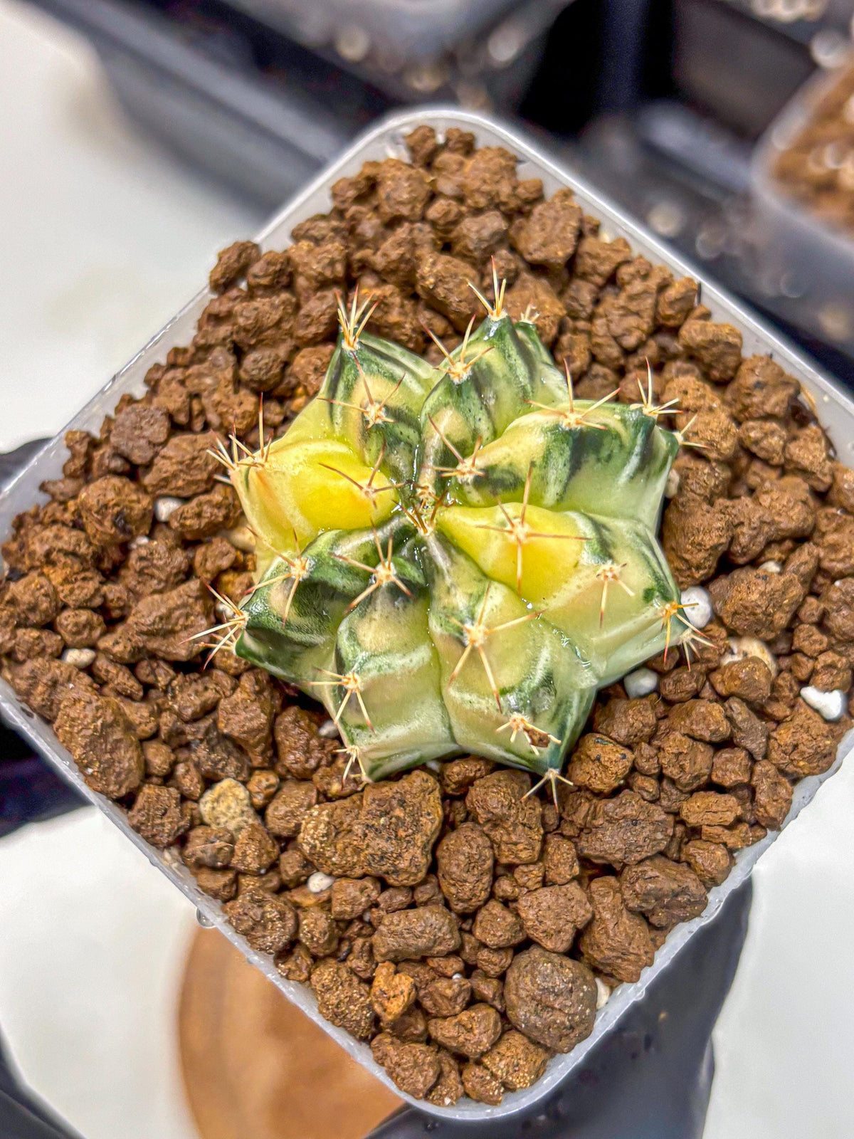 Gymnocalycium Dragon Egg (gy23) (18) | Hybrid