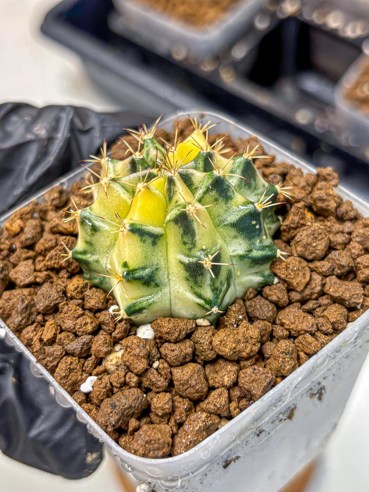 Gymnocalycium Dragon Egg (gy23) (18) | Hybrid