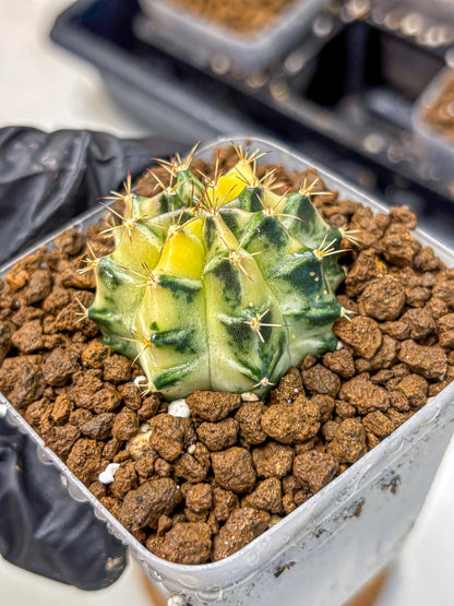 Gymnocalycium Dragon Egg (gy23) (18) | Hybrid