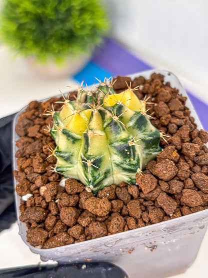 Gymnocalycium Dragon Egg (gy23) (18) | Hybrid
