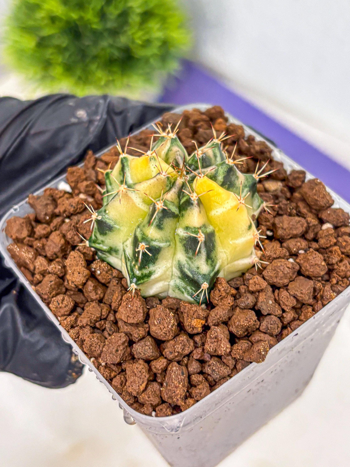Gymnocalycium Dragon Egg (gy23) (18) | Hybrid