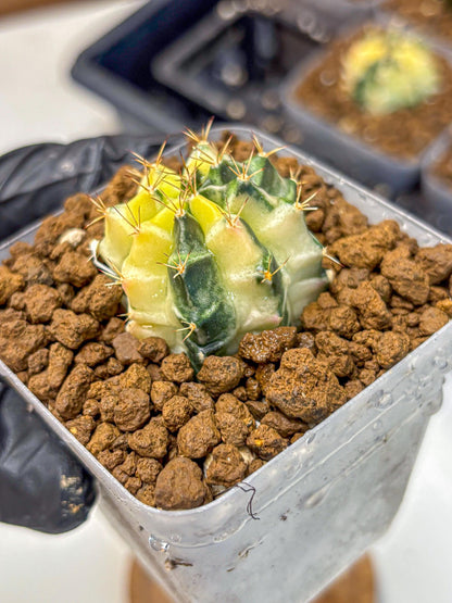Gymnocalycium Dragon Egg (gy23) (pp) | Hybrid