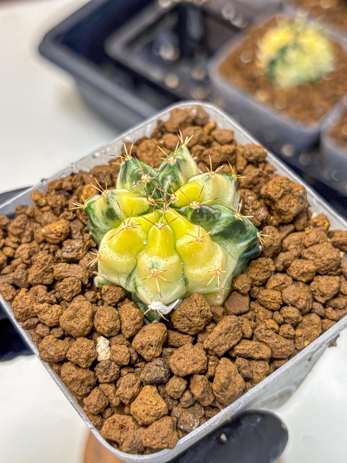 Gymnocalycium Dragon Egg (gy23) (pp) | Hybrid
