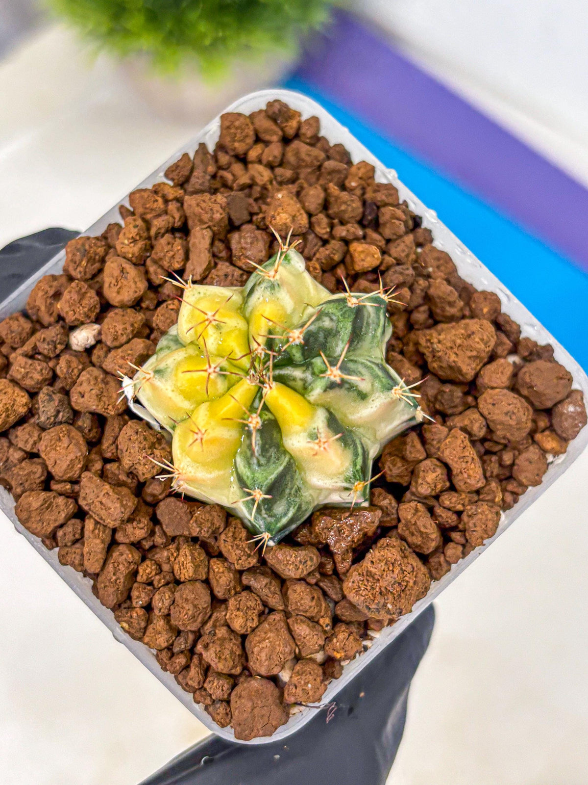 Gymnocalycium Dragon Egg (gy23) (pp) | Hybrid