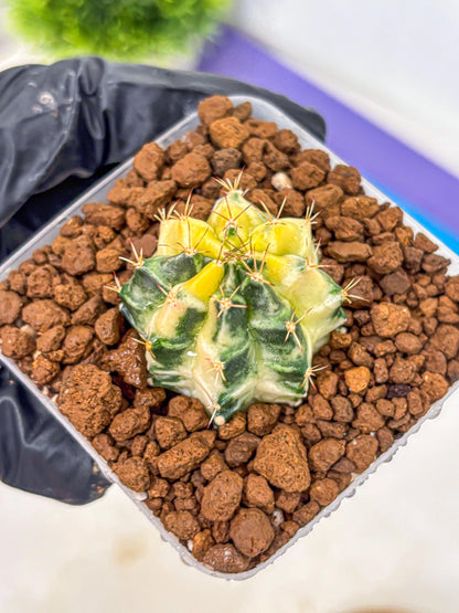 Gymnocalycium Dragon Egg (gy23) (pp) | Hybrid