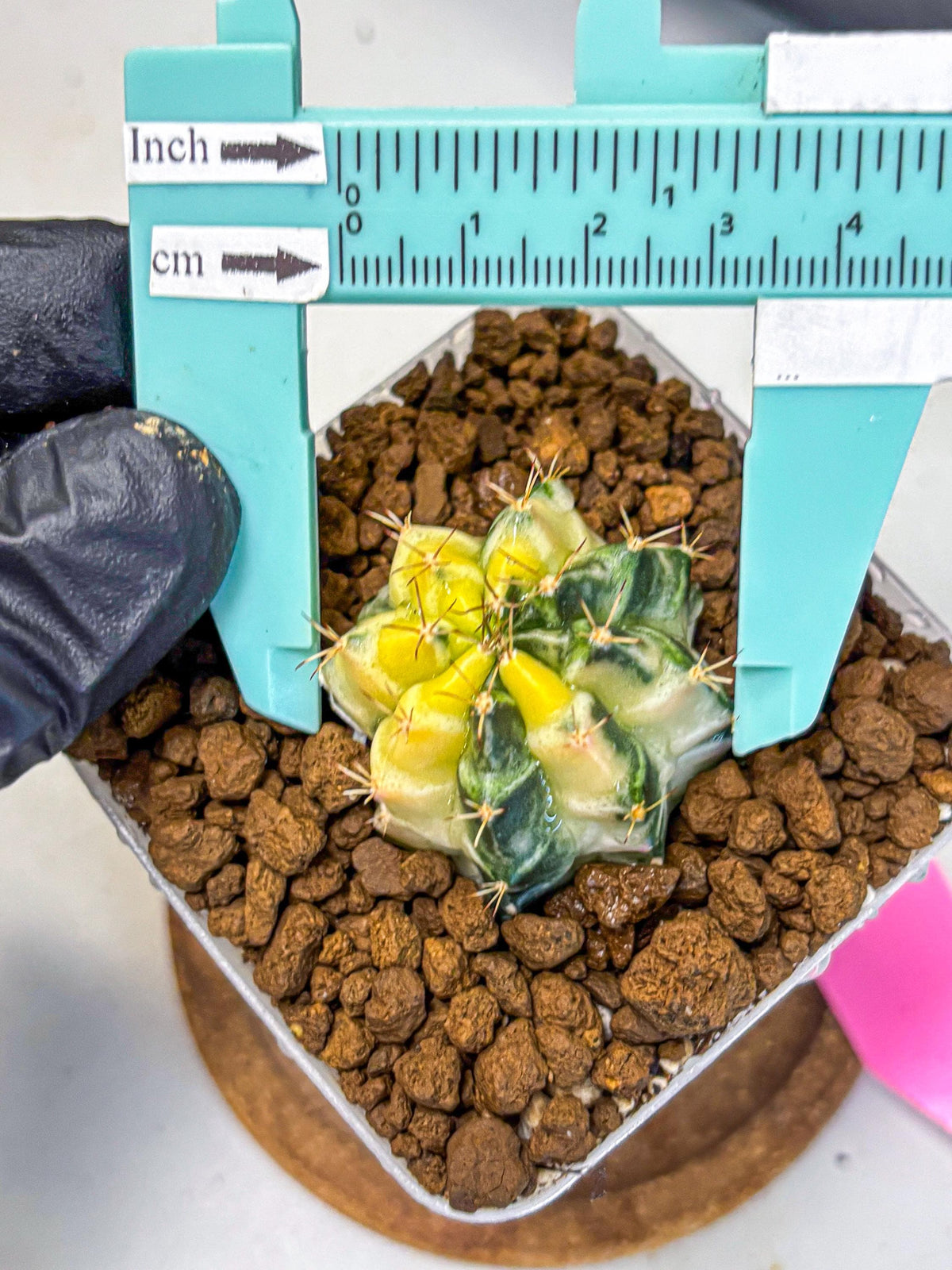 Gymnocalycium Dragon Egg (gy23) (pp) | Hybrid