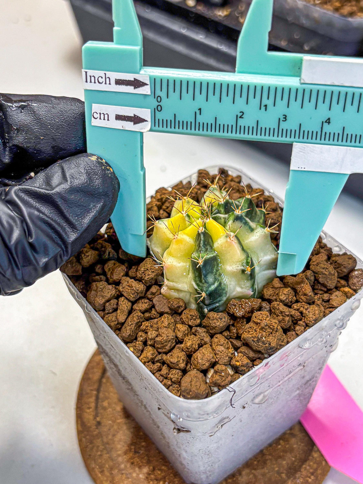 Gymnocalycium Dragon Egg (gy23) (pp) | Hybrid