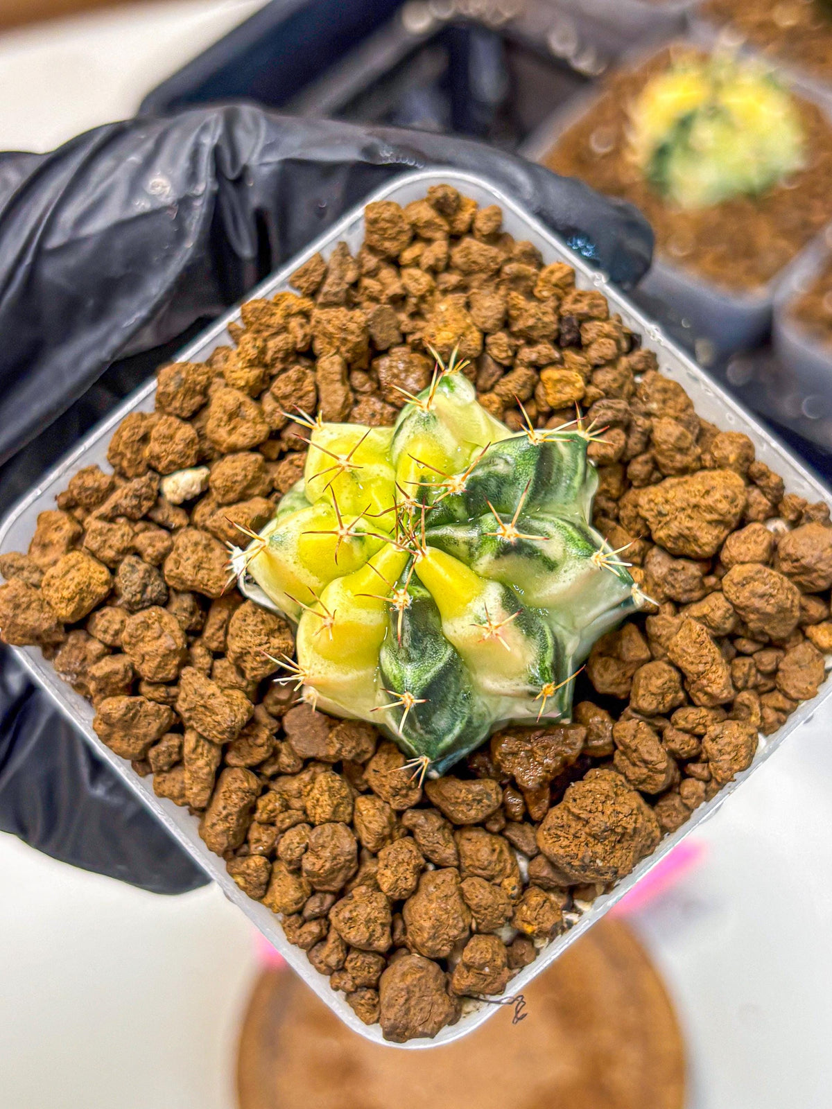 Gymnocalycium Dragon Egg (gy23) (pp) | Hybrid
