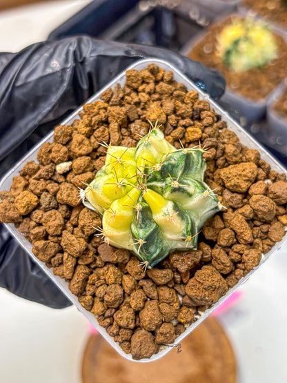 Gymnocalycium Dragon Egg (gy23) (pp) | Hybrid