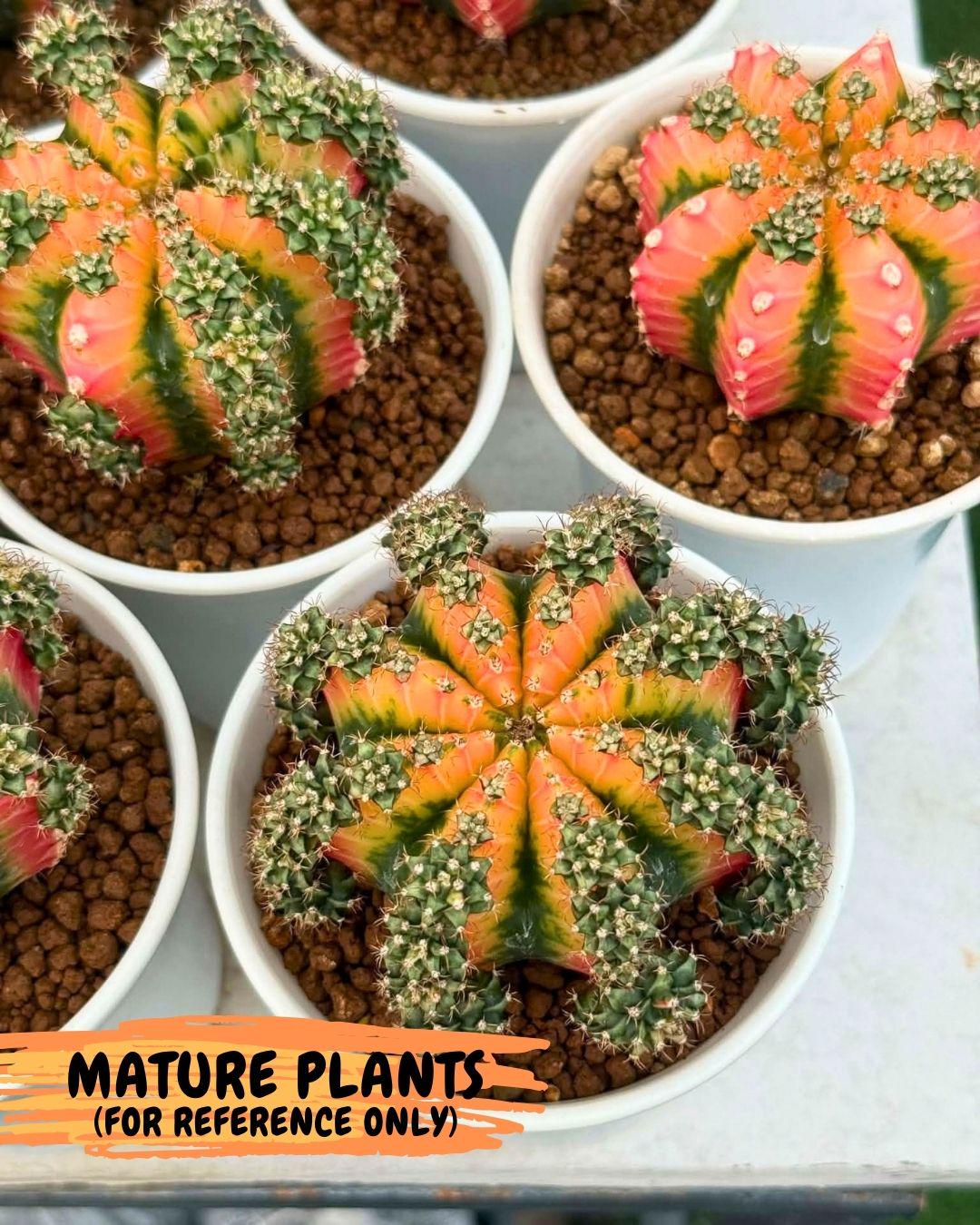 Gymnocalycium Red Chili (gy22) (18) | Special Hybrid cactus