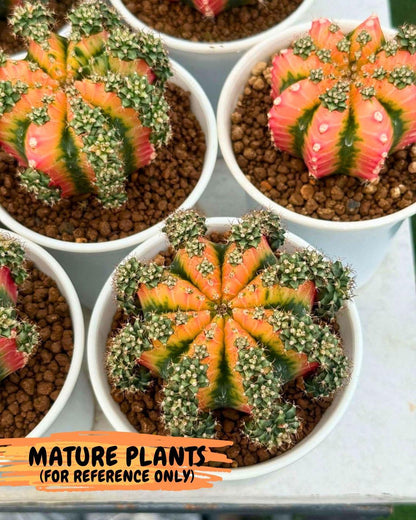 Gymnocalycium Red Chili (gy22) (18) | Special Hybrid cactus