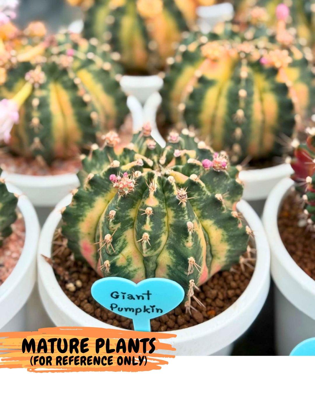 Gymnocalycium Giant Pumpkin (gy22) (10) | Special Hybrid cactus