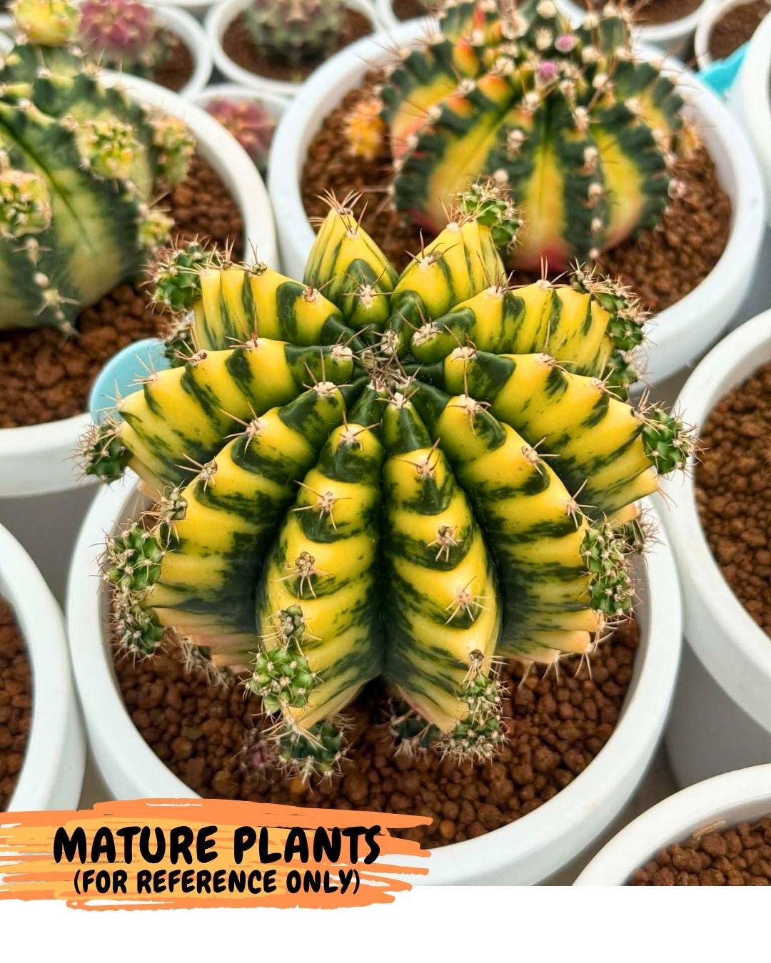 Gymnocalycium Kira (gy22) (11) | Special Hybrid cactus