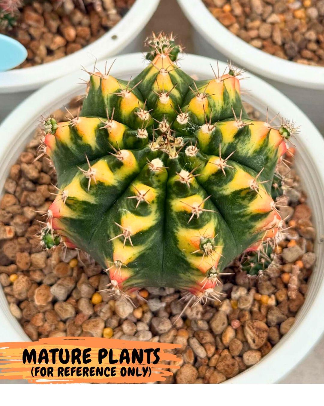 Gymnocalycium Delta (gy22) (13) | Hybrid Plants
