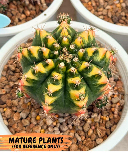 Gymnocalycium Delta (gy22) (13) | Hybrid Plants