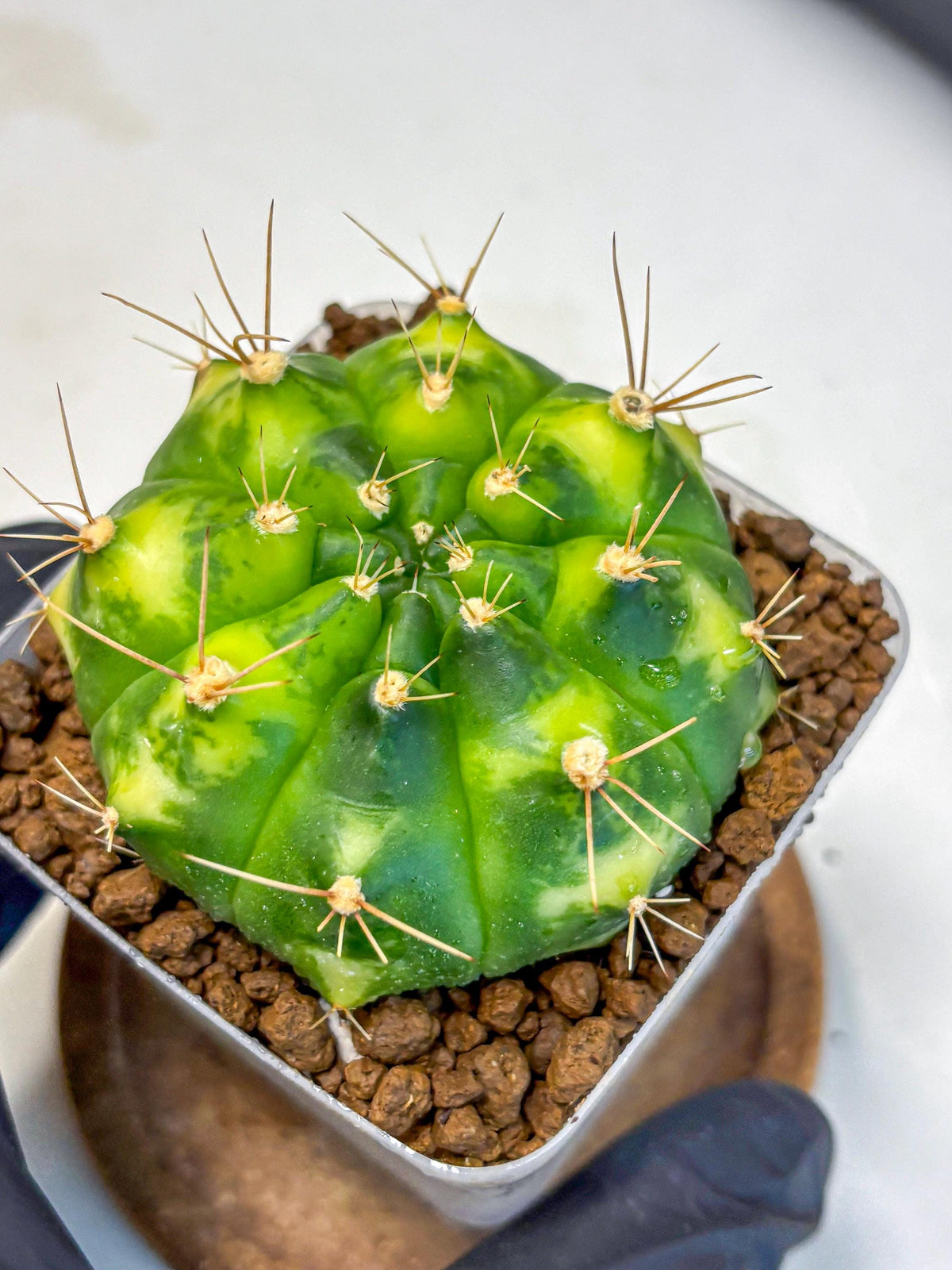 Gymnocalycium Marigold (gy22) (1) | Special Hybrid cactus