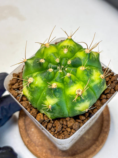 Gymnocalycium Marigold (gy22) (1) | Special Hybrid cactus