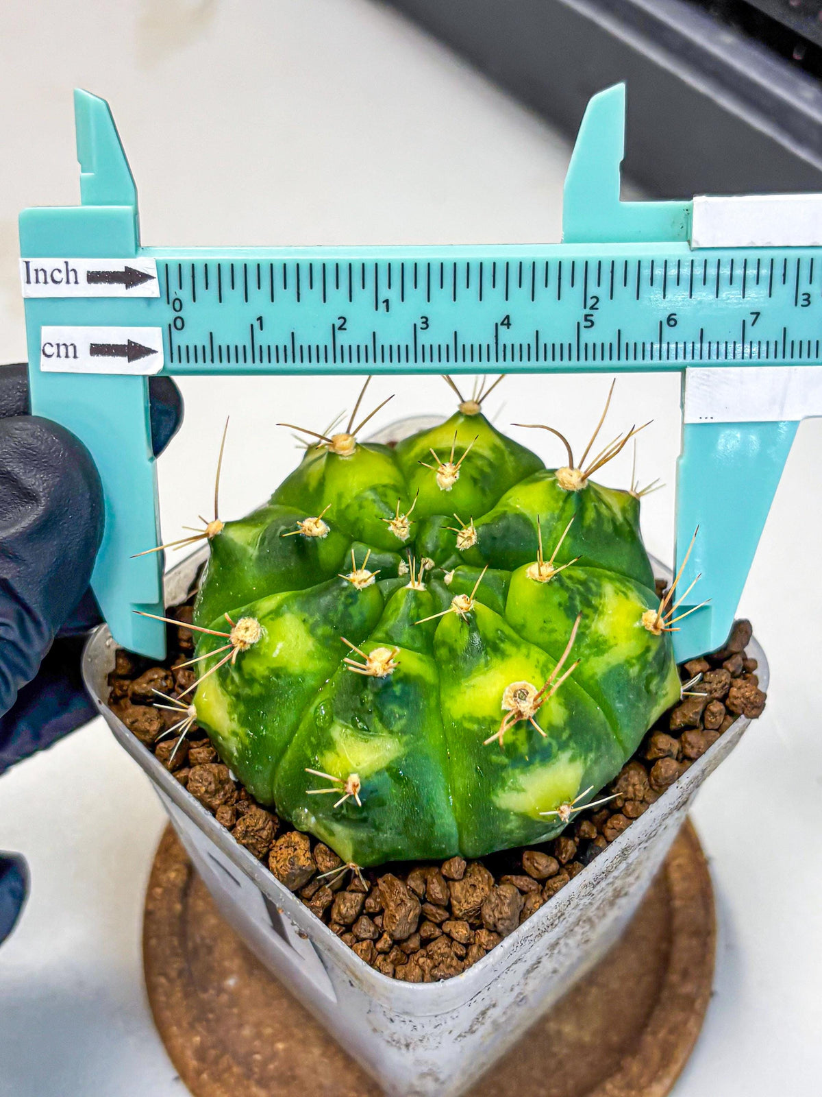 Gymnocalycium Marigold (gy22) (1) | Special Hybrid cactus