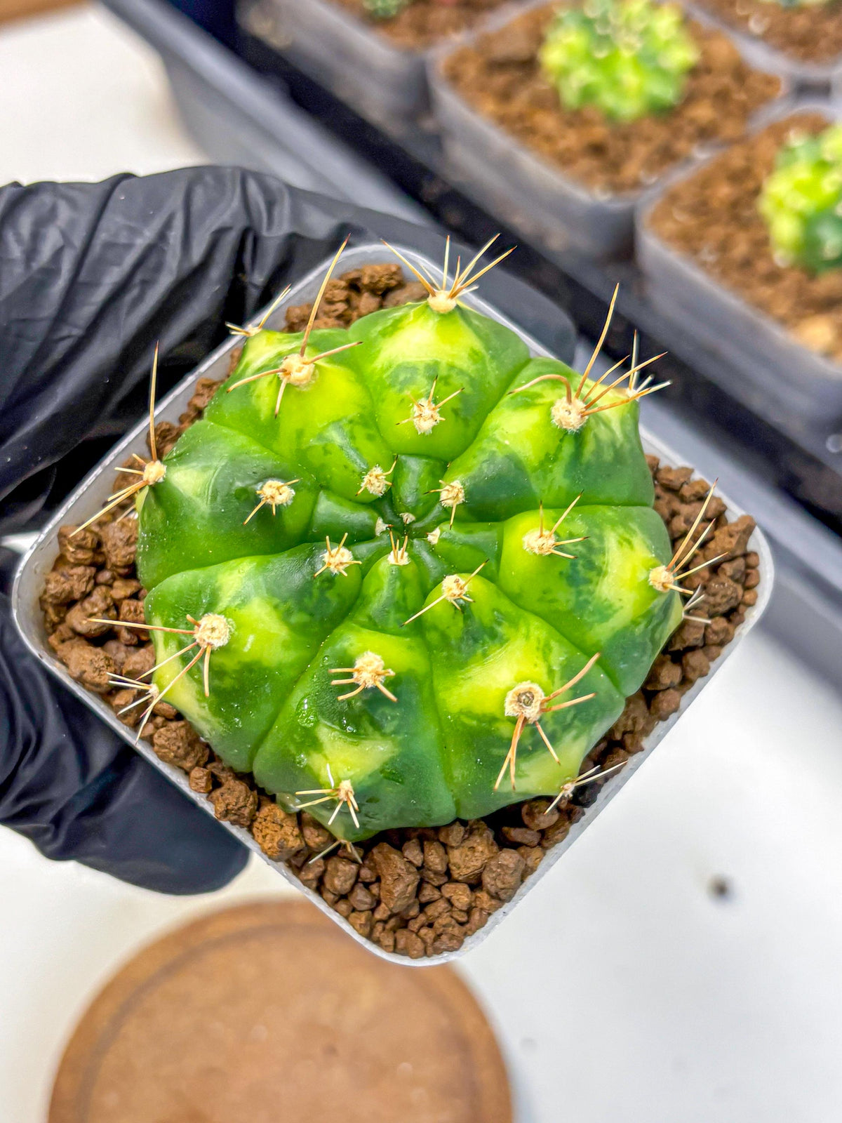 Gymnocalycium Marigold (gy22) (1) | Special Hybrid cactus