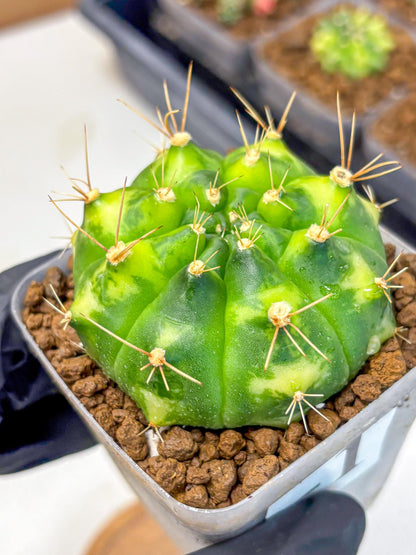 Gymnocalycium Marigold (gy22) (1) | Special Hybrid cactus