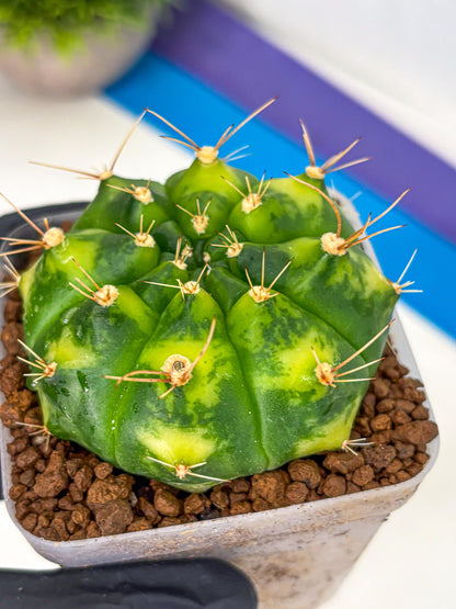 Gymnocalycium Marigold (gy22) (1) | Special Hybrid cactus