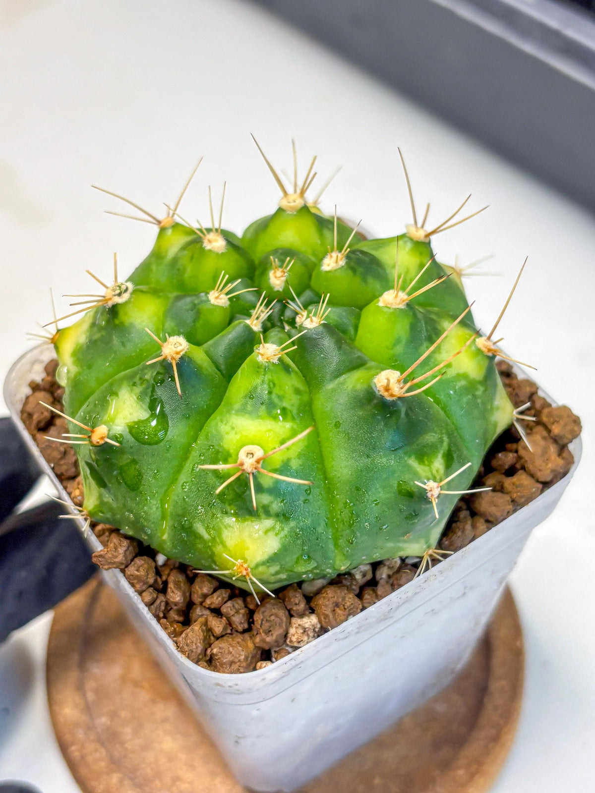 Gymnocalycium Marigold (gy22) (2) | Special Hybrid cactus