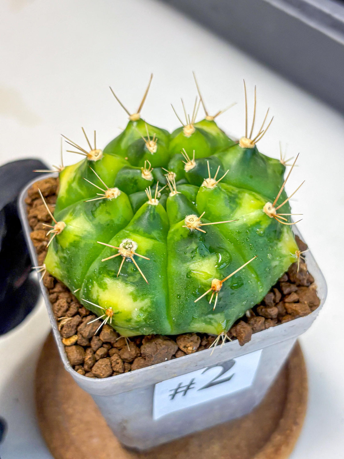 Gymnocalycium Marigold (gy22) (2) | Special Hybrid cactus