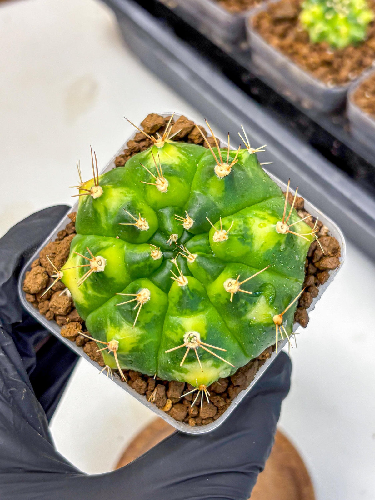 Gymnocalycium Marigold (gy22) (2) | Special Hybrid cactus