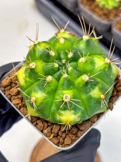 Gymnocalycium Marigold (gy22) (2) | Special Hybrid cactus