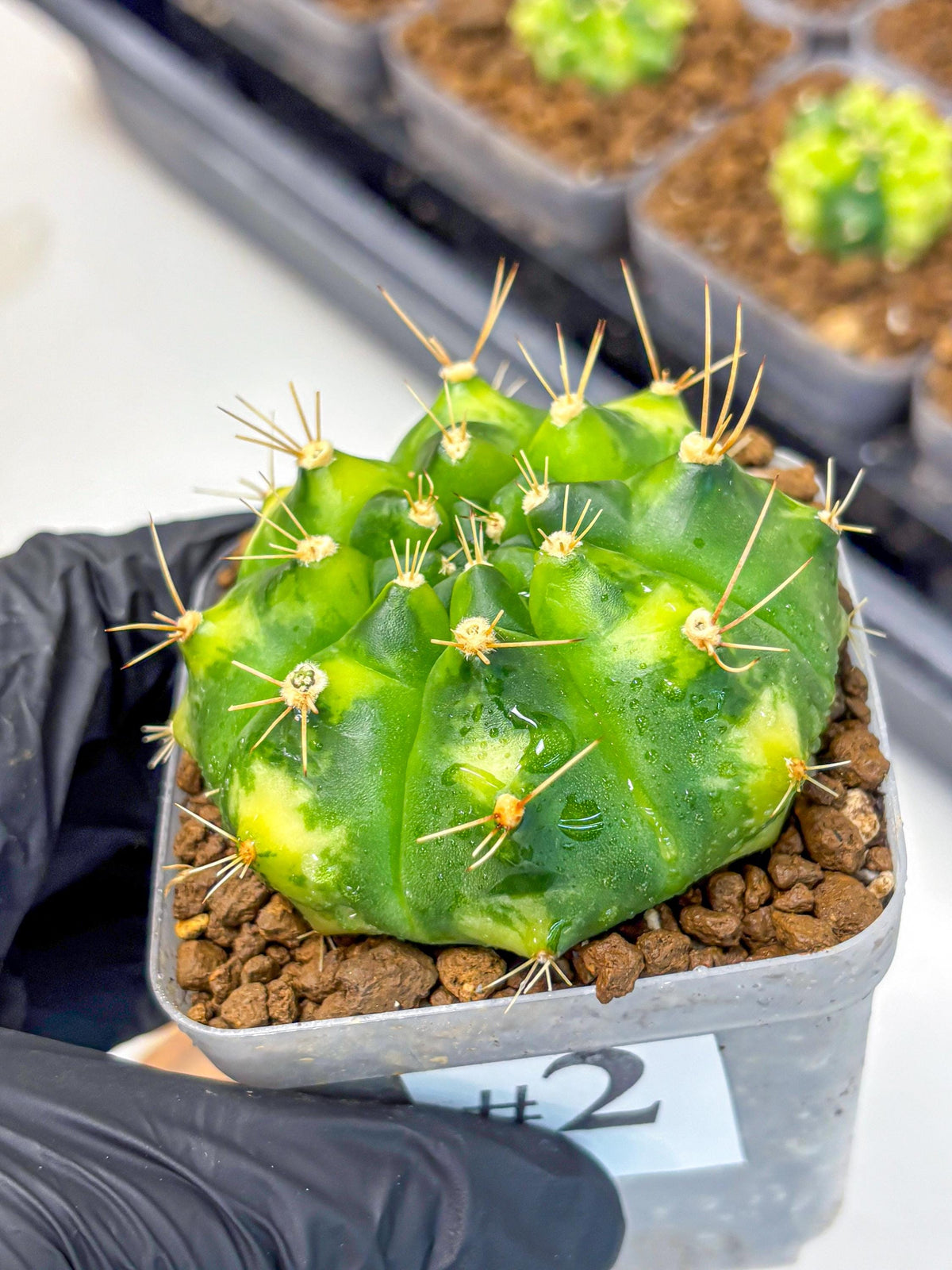 Gymnocalycium Marigold (gy22) (2) | Special Hybrid cactus