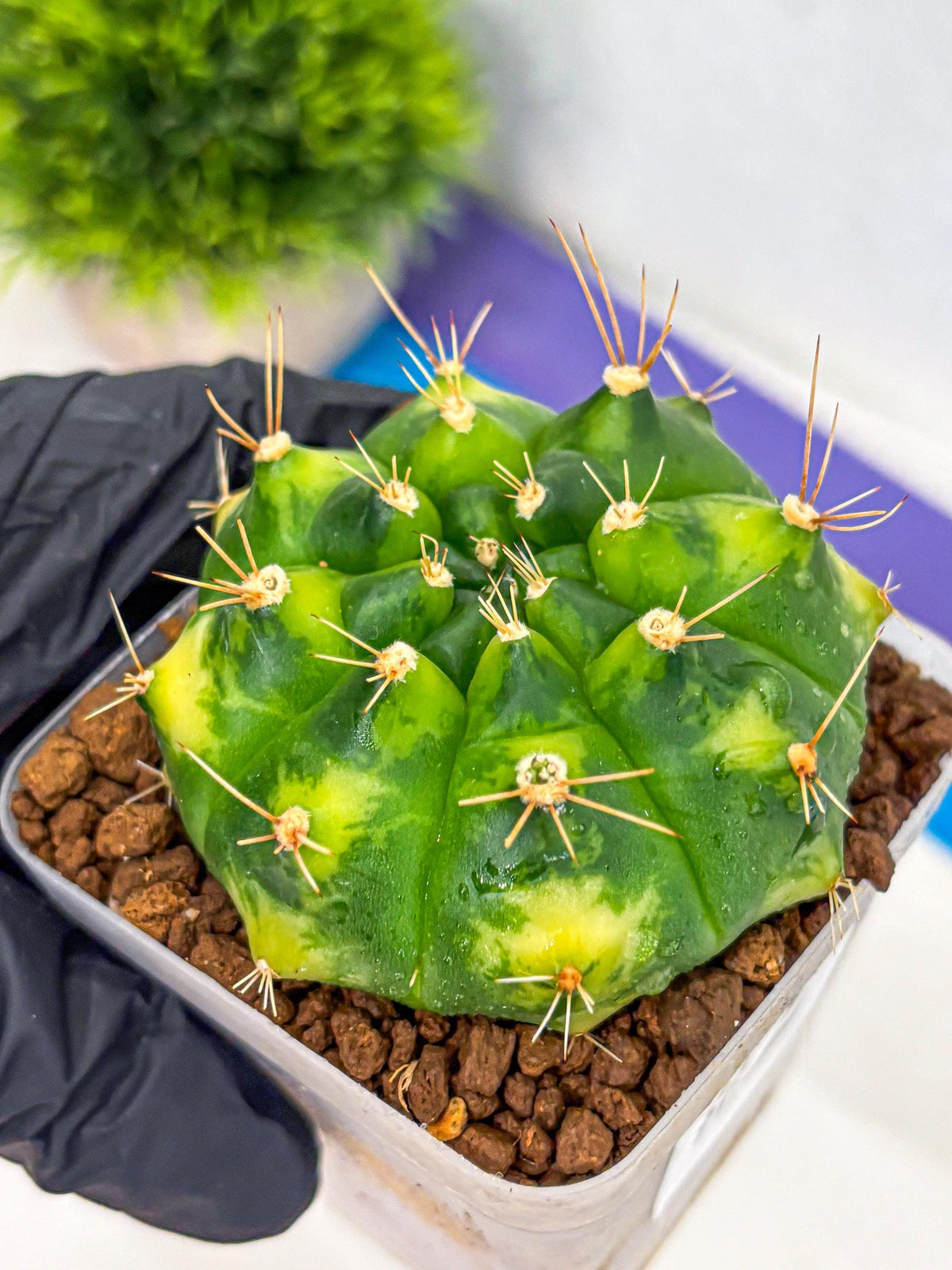 Gymnocalycium Marigold (gy22) (2) | Special Hybrid cactus