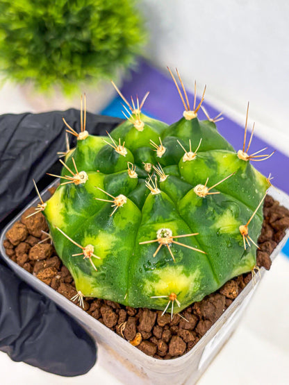 Gymnocalycium Marigold (gy22) (2) | Special Hybrid cactus