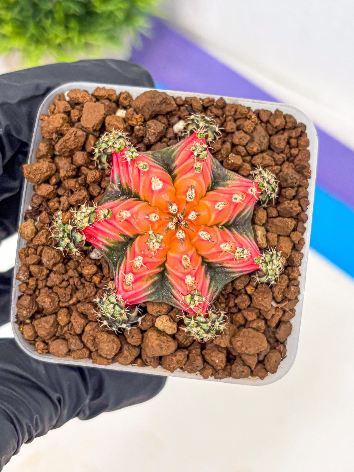 Gymnocalycium Red Chili (gy22) (3) | Special Hybrid cactus