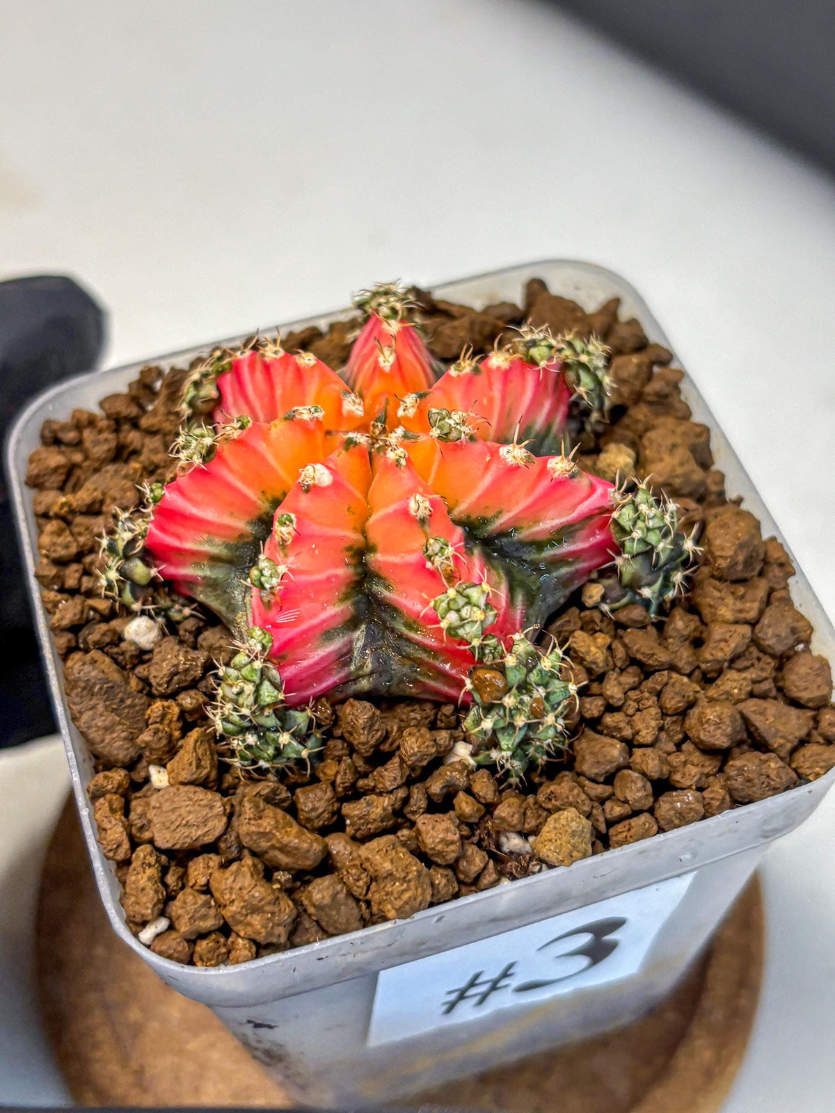 Gymnocalycium Red Chili (gy22) (3) | Special Hybrid cactus