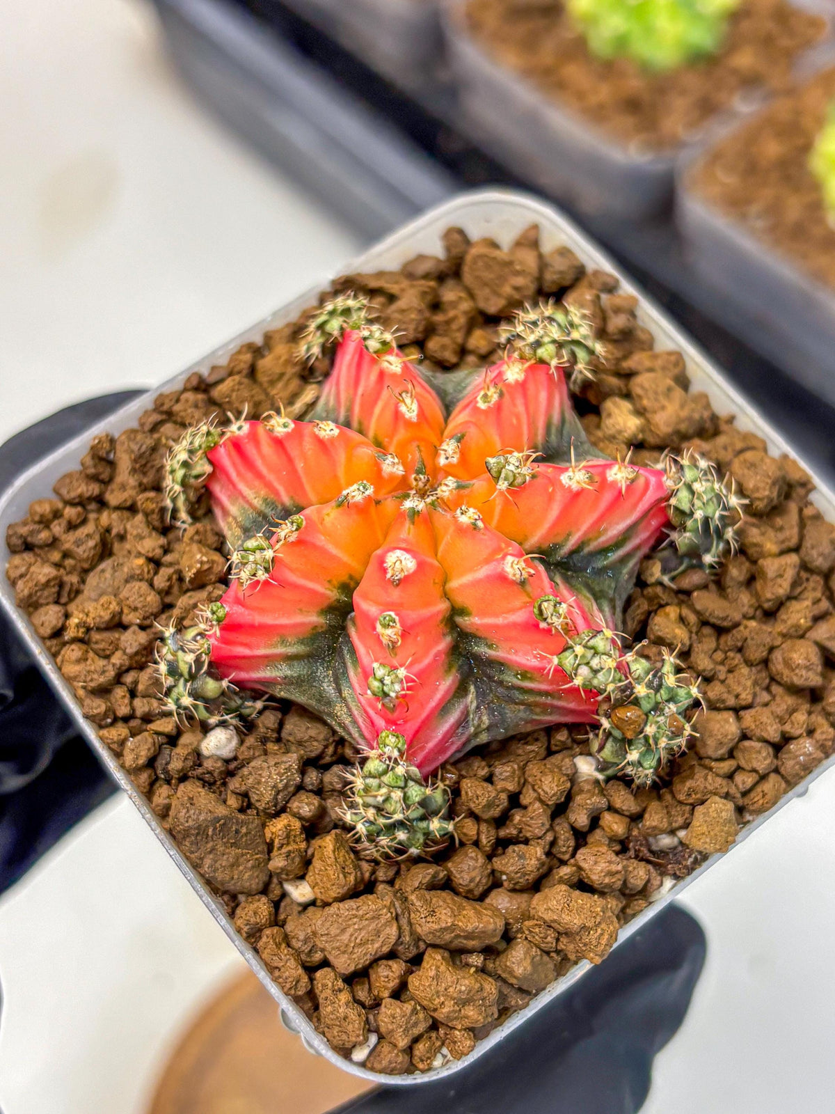 Gymnocalycium Red Chili (gy22) (3) | Special Hybrid cactus