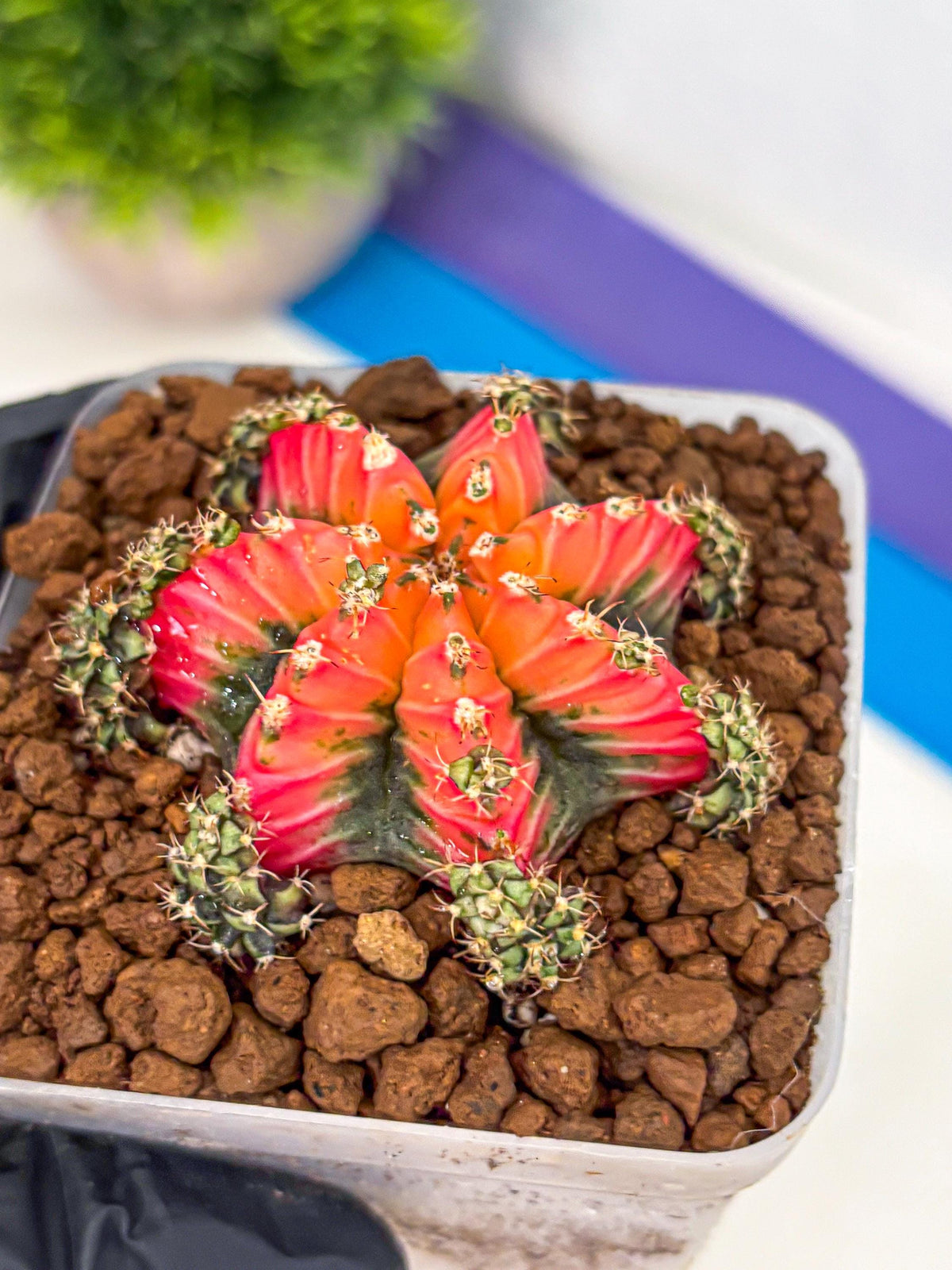Gymnocalycium Red Chili (gy22) (3) | Special Hybrid cactus