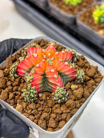 Gymnocalycium Red Chili (gy22) (3) | Special Hybrid cactus