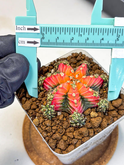 Gymnocalycium Red Chili (gy22) (3) | Special Hybrid cactus