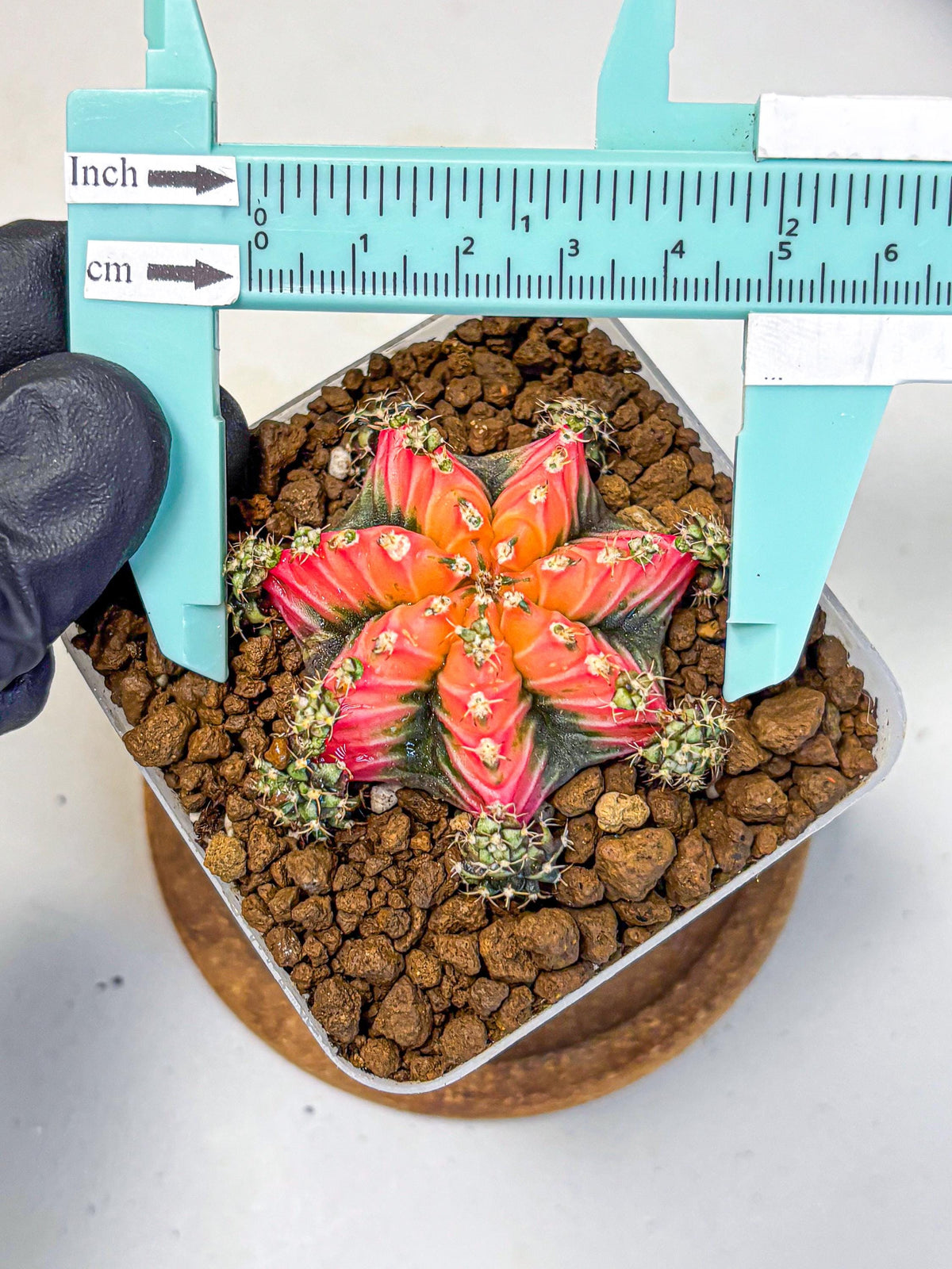 Gymnocalycium Red Chili (gy22) (3) | Special Hybrid cactus