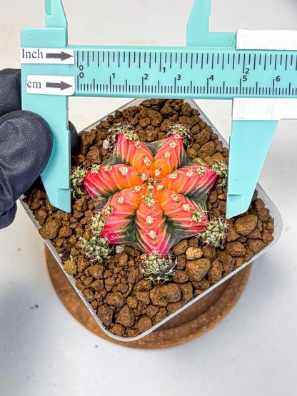 Gymnocalycium Red Chili (gy22) (3) | Special Hybrid cactus