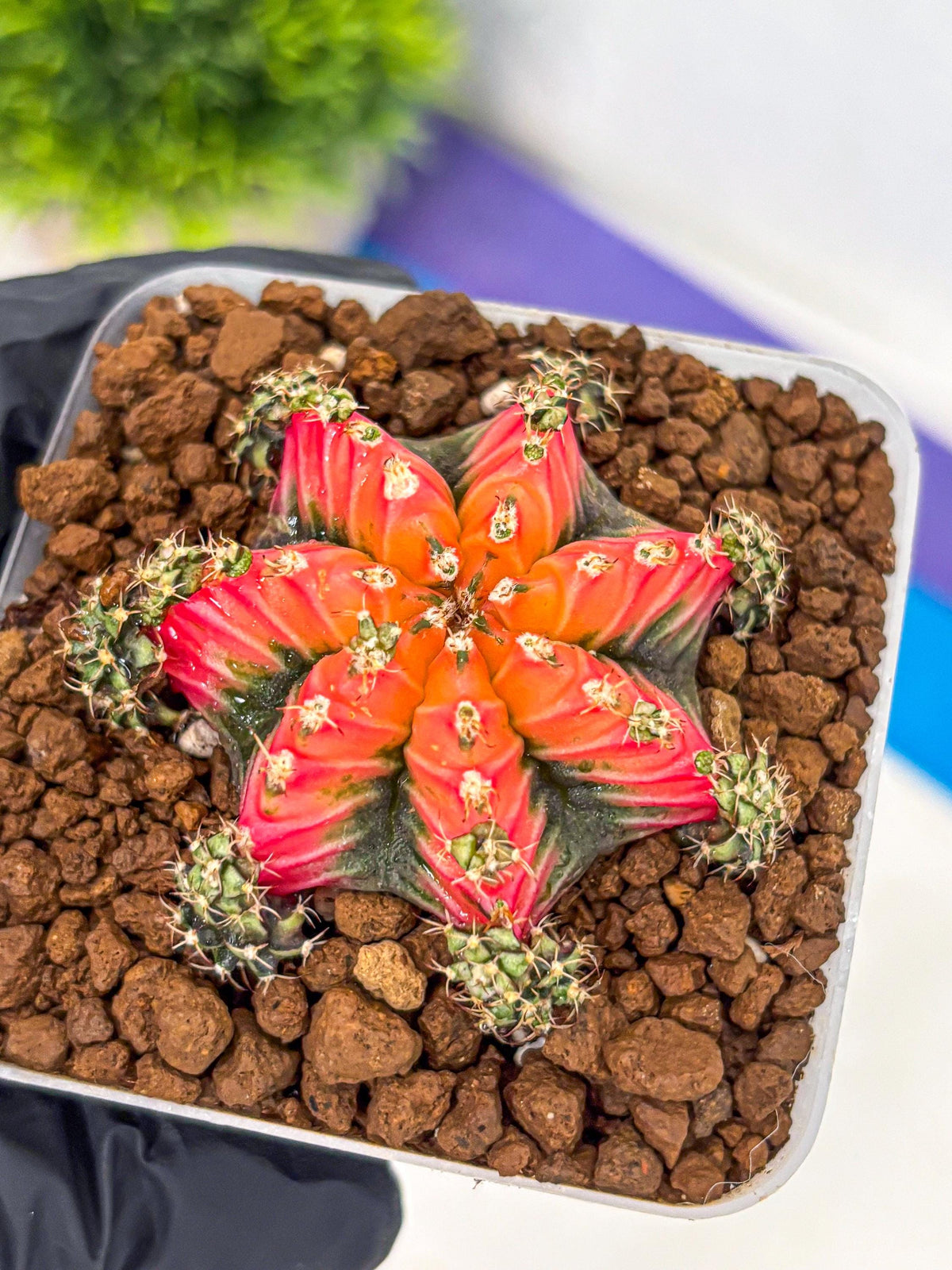 Gymnocalycium Red Chili (gy22) (3) | Special Hybrid cactus