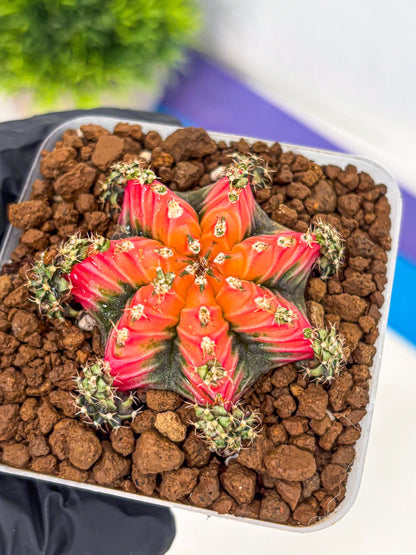 Gymnocalycium Red Chili (gy22) (3) | Special Hybrid cactus