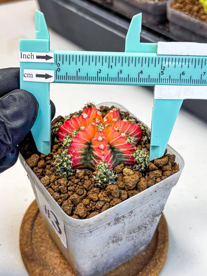 Gymnocalycium Red Chili (gy22) (3) | Special Hybrid cactus