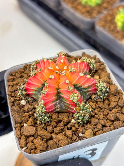 Gymnocalycium Red Chili (gy22) (3) | Special Hybrid cactus