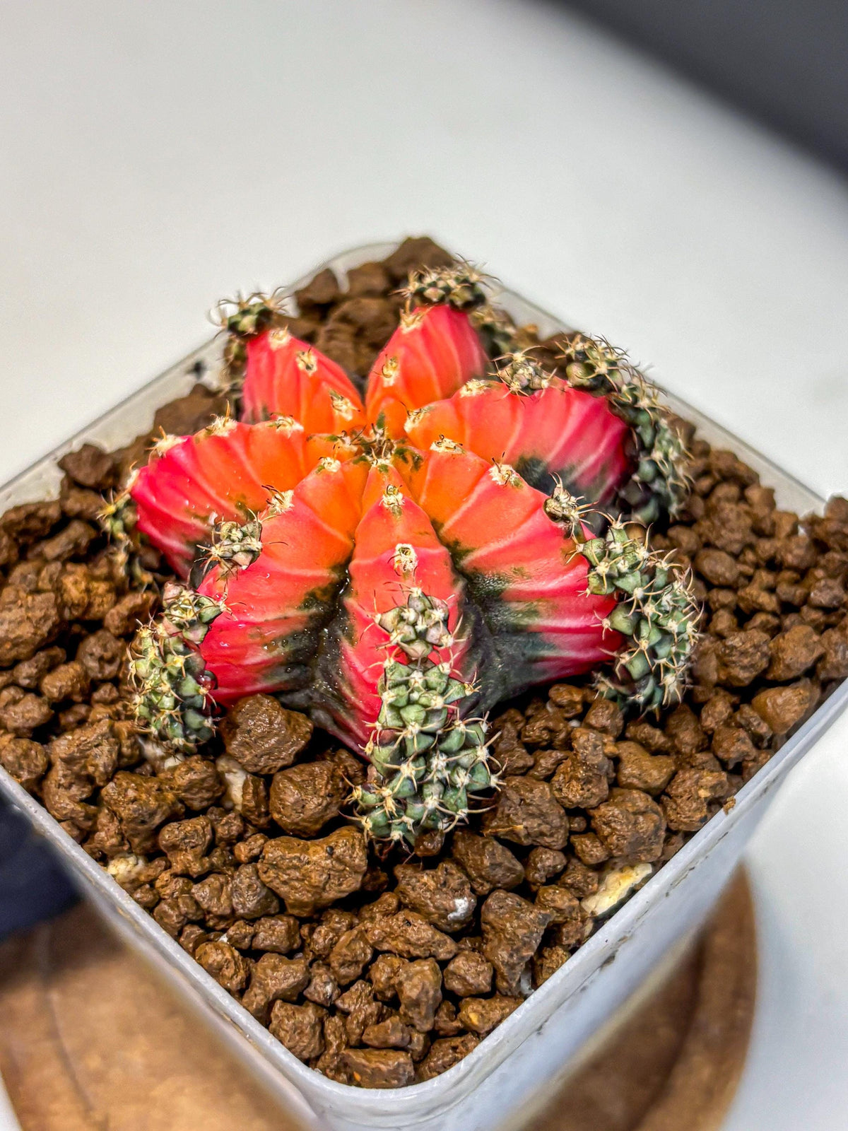 Gymnocalycium Red Chili (gy22) (3) | Special Hybrid cactus